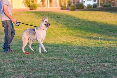 KONG Retractable Leash Ultimate Grey - Image 2